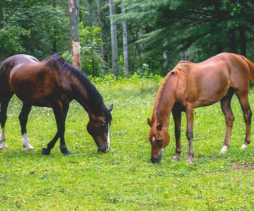 Alice & Brittany Beebeck