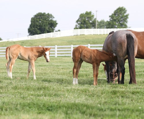 quarter horse broodmare and foals in pasture