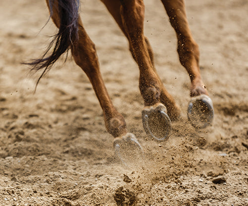 Primary reasons why do horses need horseshoes