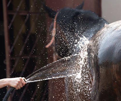 Caring for Horses with Anhidrosis