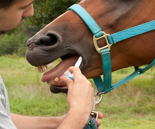 Deworming Your Horse, When & Why