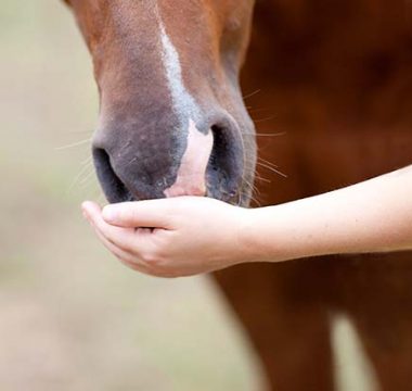 Safe Treats for Horses