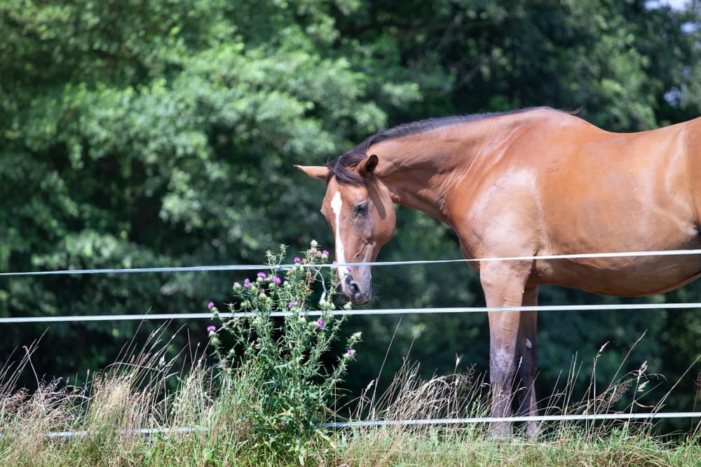 Horse and herbs in summer