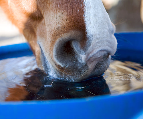 Managing Horses in Hot Temperatures