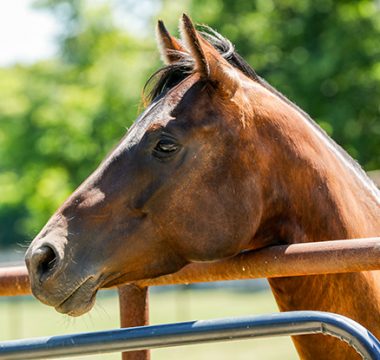 Feeding Horses with PSSM Type-2 and Myofibrillar Myopathy