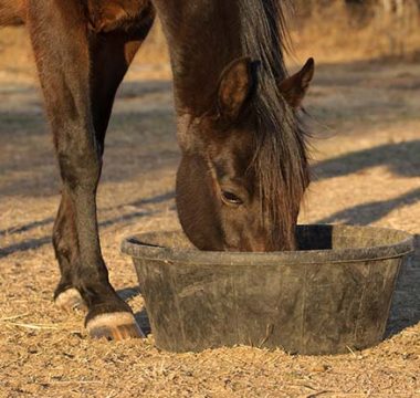 Pros & Cons of Supplementing Horses with Chromium
