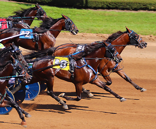 standardbred race horses in a race