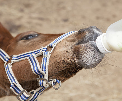 bay foal being fed foal milk replacer through bottle feeding
