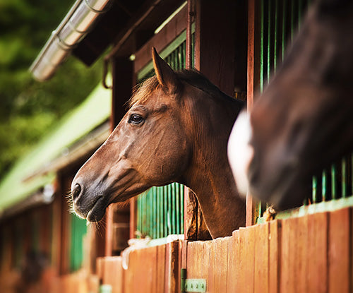 Two quarter horses looking out stall doors