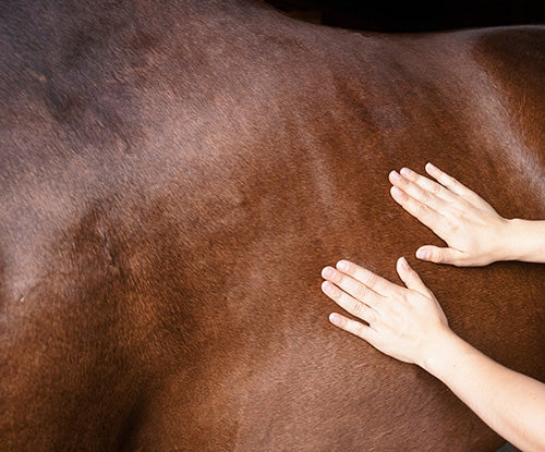 woman petting bay horse's side