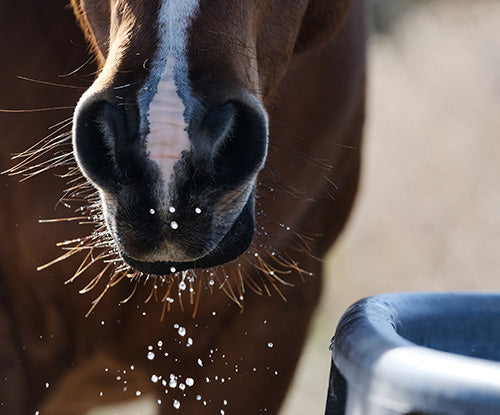 Water Quality for Horses