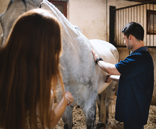 Feeding A Horse During Post-Colic Recovery