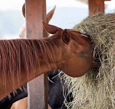 Choosing the Best Hay to Feed Your Horse this Winter