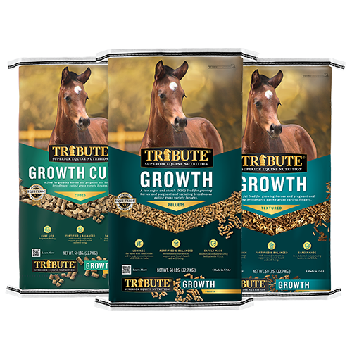 Mindfulness Gifts – Equine Guided Growth