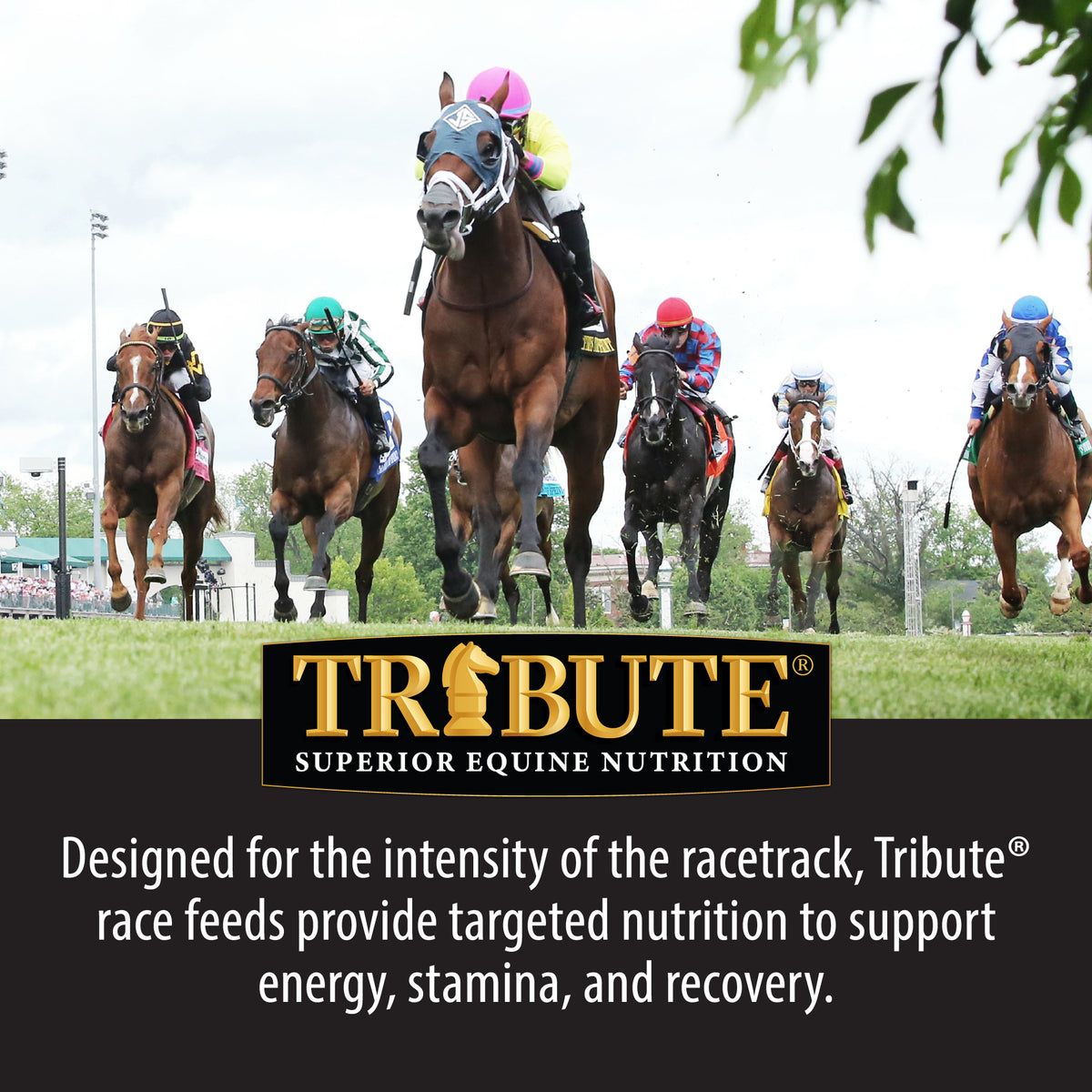 Performance Advantage®, Textured Feed for Race Horses