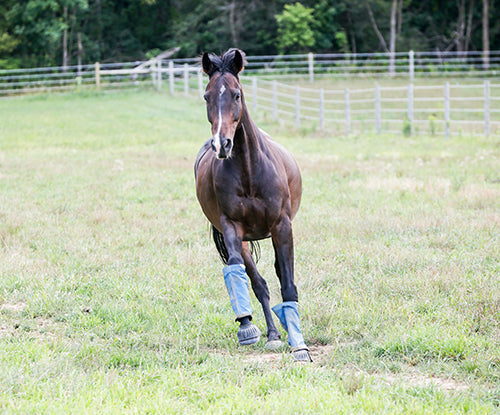 Antioxidants in Horse Feed: How They Support Health, Recovery, and Performance