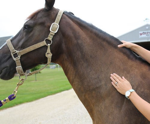 The Tribute Equine Nutrition® Wellness System for Horses