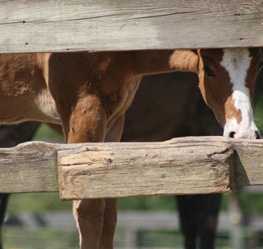 Feeding Foals and Young Horses to Avoid Developmental Orthopedic Disease (DOD)
