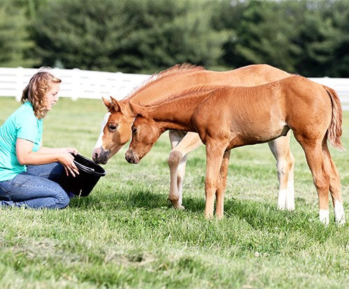 Feeding Weanlings & Yearlings: What and How Much to Feed for Optimal Growth