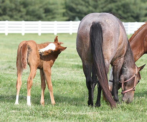 Nutrition for the Suckling Foal: Building a Strong Foundation