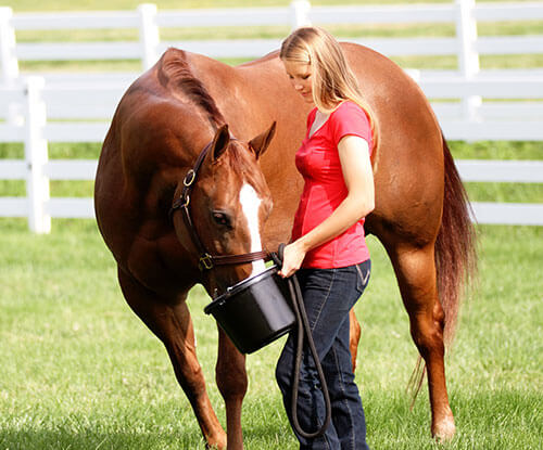 Nutritional Care for Horses with HYPP