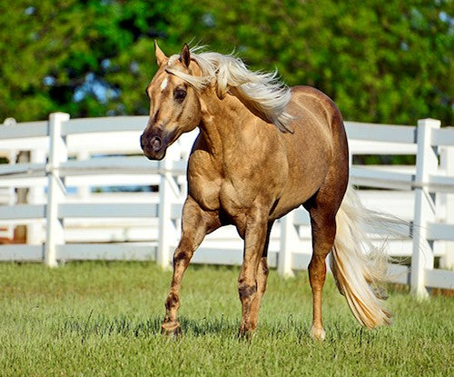 Preparing the Stallion for Breeding Season