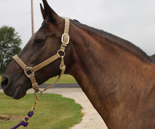 brown horse