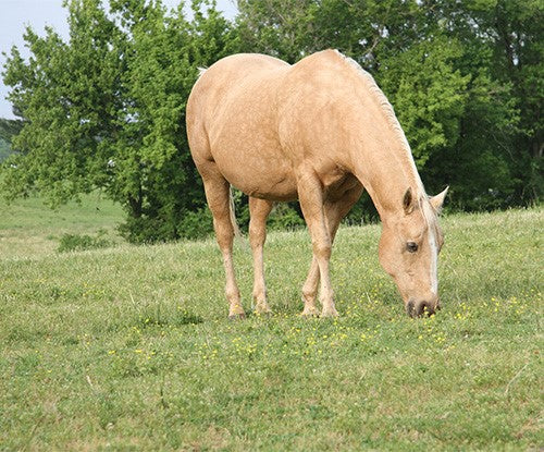 What to Feed a Pregnant Mare: A Beginner's Guide