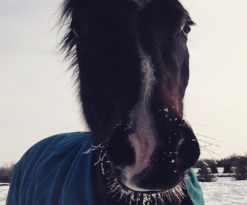 Caring for Your Horse This Winter