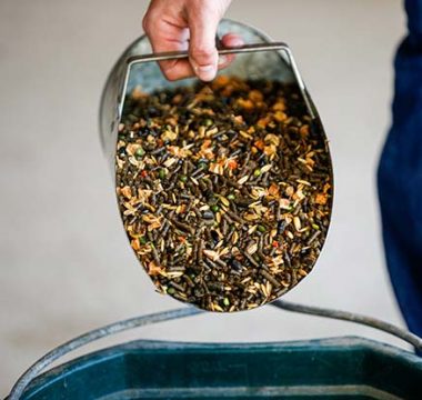 Horse Feeds: Pelleted Versus Textured