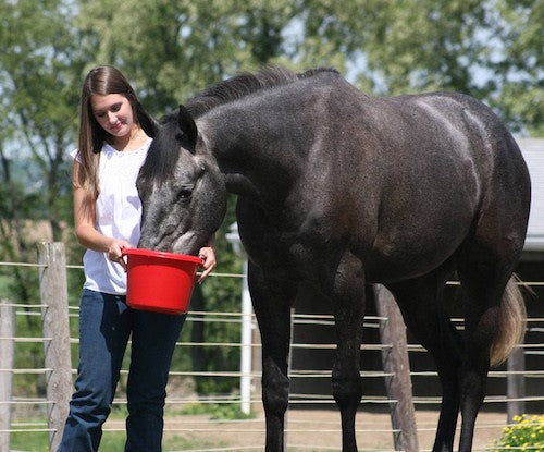 Equus Balancer Ration Balancers: Essential Tools for Equine Nutrition