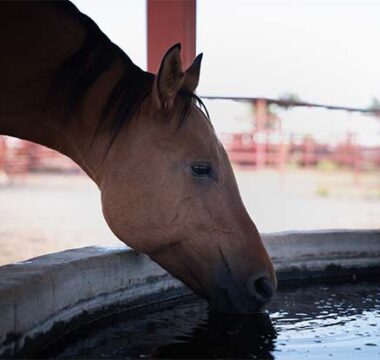 Tips for Encouraging Horses to Drink Water