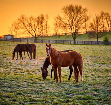 Fecal Water Syndrome in Horses