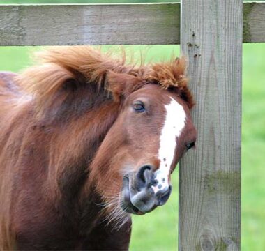 How to Manage and Alleviate Sweet Itch