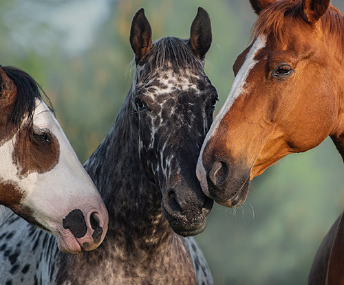 Horse Types & Horse Breeds