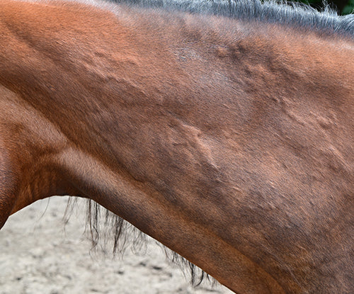 Horse with bug bites 