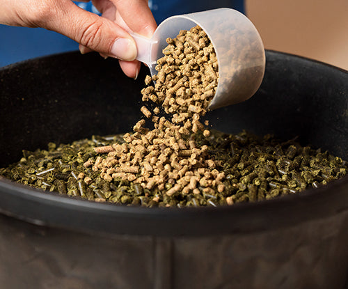 Horse feed supplement pouring into feed pan