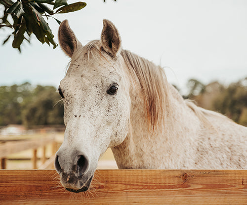 How Long Do Horses Live? Factors That Affect Lifespan and Health