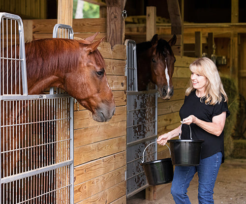 What Do Horses Eat and How to Properly Feed Them