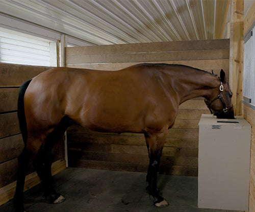 Understanding Palatability in Horses: How Taste, Smell and Preference Affect Feeding Equine Behavior—and What Research Tells Us