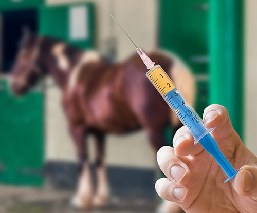 Antibiotics and the Horse's Digestive Tract