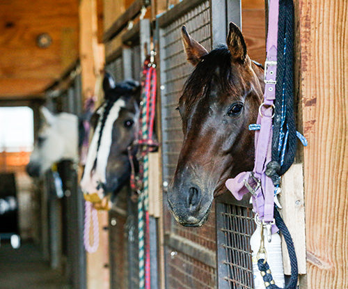 horses looking out of their stalls