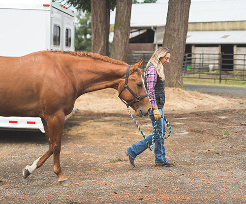 What Causes My Horse to Colic?