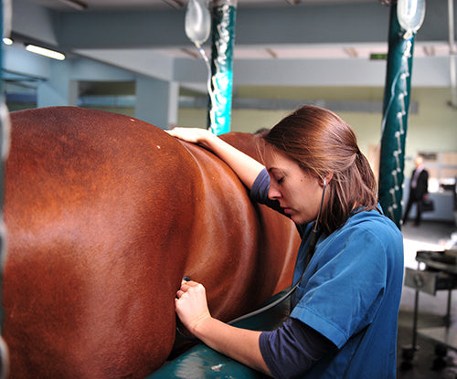 Is My Horse Colicing?