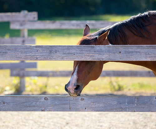 How to Manage Cribbing Horses