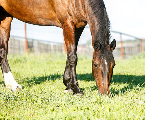 Managing A Horse's Dental Health