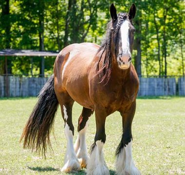 Best Feeding Practices for Draft Horses