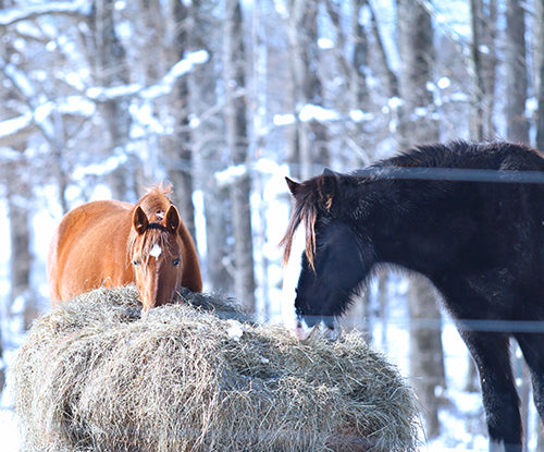 Calorie Requirements for Horses in Winter: How to Feed for Cold Weather