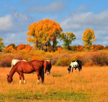 How Horse Pastures Change in The Fall