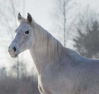 How to Prepare Your Senior Horse for the Winter